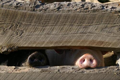 Foto - andere in Zeulenroda-Triebes