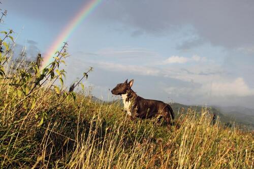 Foto - Haus in Alleinlage ( Tierschutzprojekt ) mit großem Grundstück