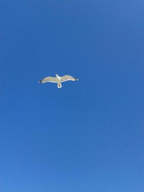 Foto - FerienwohnungNordsee für das Urlaubsjahr 2026 frei- ohne Hund-