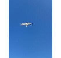 FerienwohnungNordsee für das Urlaubsjahr 2026 frei- ohne Hund- - Wittmund