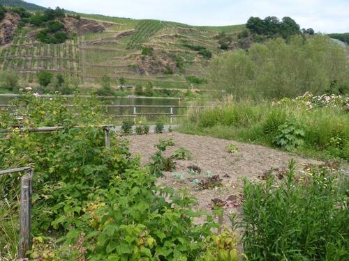 Foto - Garten wenige Meter von der Mosel entfernt im alten Wein- und Ferienort Bremm