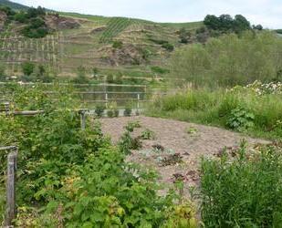 Garten wenige Meter von der Mosel entfernt im alten Wein- und Ferienort Bremm - Bruttig-Fankel