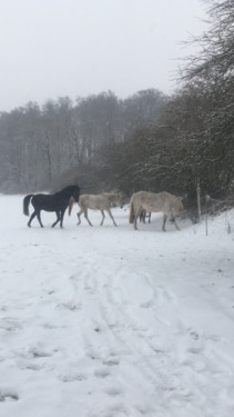 Foto - Etagenwohnung in Laubach zur Miete
