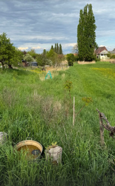 Foto - Baumstück innerorts am Bach lanfristig zu verpachten 50€ Jahr