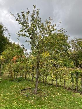 Foto - Halbes altes Häuschen mit großem Garten in Mainz