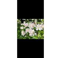 Große Gärten in Stuttgart Uhlbach