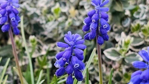 Foto - Leckerer Schrebergarten mit gemütlichem Wochenendhaus in Sandkamp