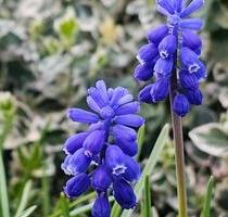 Leckerer Schrebergarten mit gemütlichem Wochenendhaus in Sandkamp - Wolfsburg Ehmen