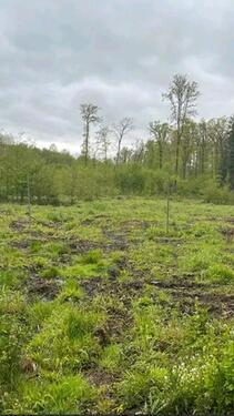 Foto - Waldflächen in 67744 Grumbach + 67742 Herren-Sulzbach