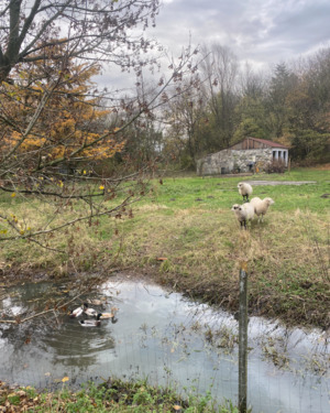 Foto - 4 Zimmer Bauernhaus, Landhaus zum Kaufen in Süderlügum