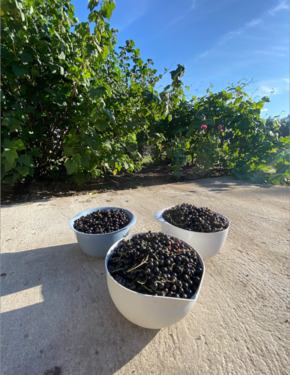 Foto - 4 Zimmer Bauernhaus, Landhaus in Süderlügum