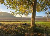 Foto - Einfamilienhaus mit Blick auf Feld und Wald