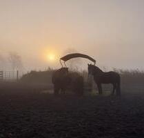 Charmanter Resthof mit 7,5 ha Land - Eggstedt