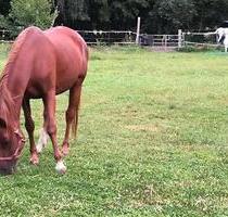 Wohnung mit Bad und Heizung - 490,00 EUR Kaltmiete, in Storkow (Mark) (PLZ: 15859)