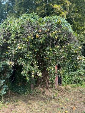Foto - Grundst&uuml;ck in Brandenburg an der Havel
