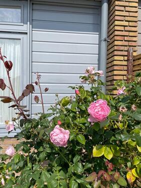 Foto - andere in Ennepetal zur Miete