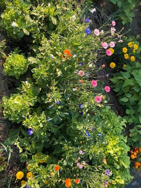 Foto - Garten mit Laube Herman Peters Kolonie Heiligenhafen