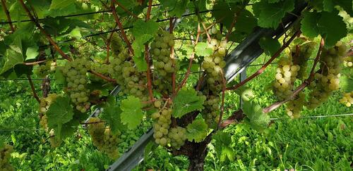 Foto - Kleiner Weinberg zur Pacht in Beutelsbach