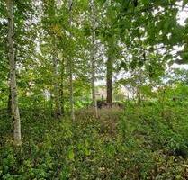 Nähe Karls Erlebnis-Dorf - Ideal zur Erholung, Freizeit, Tinyhaus oder Wohnmobil Stellplatz! - Grundstück in ruhiger, grüner Lage zur Pacht! - Ostrau