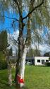 Foto - Exklusiver Bungalow mit Garten möbliert zu vermieten