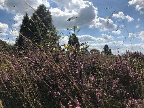 Foto - andere in Buchholz in der Nordheide