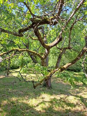 Foto - Grundstück in Haiterbach