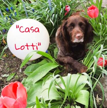 Foto - Ferienhaus CASA LOTTI im Zentrum von Sangerhausen - rollstuhlgerecht und tierfreundlich