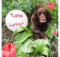 Ferienhaus CASA LOTTI im Zentrum von Sangerhausen - rollstuhlgerecht und tierfreundlich