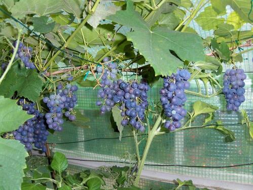 Foto - Grundst&uuml;ck in Bad Salzungen