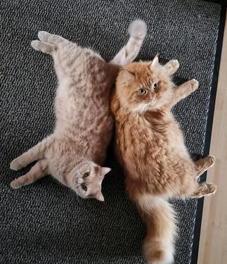 Foto - 3 Zimmer Etagenwohnung in Neu-Isenburg