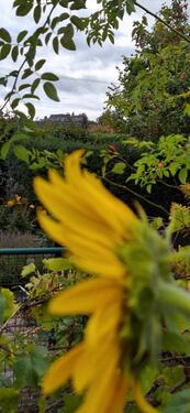 Foto - Wunderschöner Schrebergarten - Vesteblick + viele Überraschungen