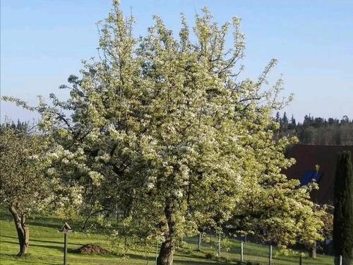 Foto - Etagenwohnung in Bad Herrenalb