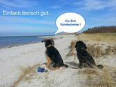 Foto - Urlaub mit Hund Ferienwohnung Ostsee S-H Kieler Bucht Wendtorf ab