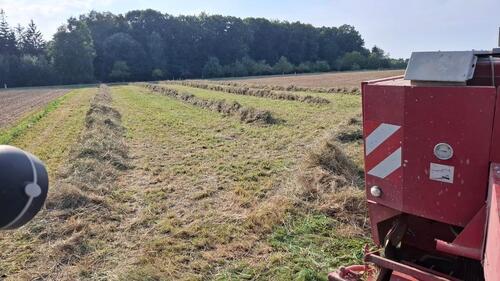 Foto - Wiese in Buchdorf günstig zu verpachten