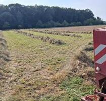 Wiese in Buchdorf günstig zu verpachten