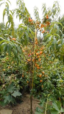 Foto - Grundst&uuml;ck in Heidenau