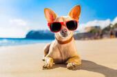 Foto - INVESTMENT * Hund Hunde Hotel Pension Ferienvermietung 4 Pfoten