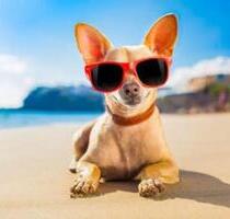 **RESERVIERT** INVESTMENT * Hund Hunde Hotel - Timmendorfer Strand