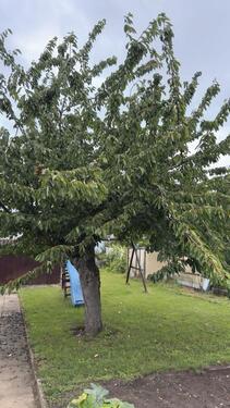 Foto - Grundst&uuml;ck in Helmstedt zur Miete