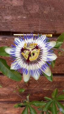 Foto - Kleingarten in Haldensleben - 2.000,00 EUR Kaltmiete, ca.  0,00 m²