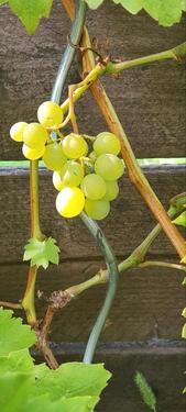 Foto - Grundstück in Haldensleben