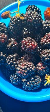 Foto - Grundstück in Haldensleben zur Miete