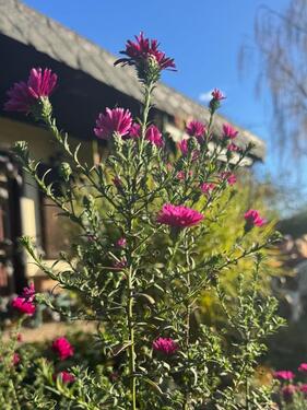 Foto - Grundstück zur Miete in Halle (Saale)