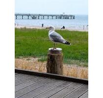 Ferienwohnung Ostsee - 79,00&nbsp;EUR Kaltmiete, in Boltenhagen (PLZ: 23946)