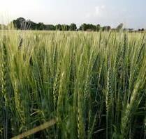 1,57ha Ackerland Feld Landwirtschaftlichefläche - Wallersdorf