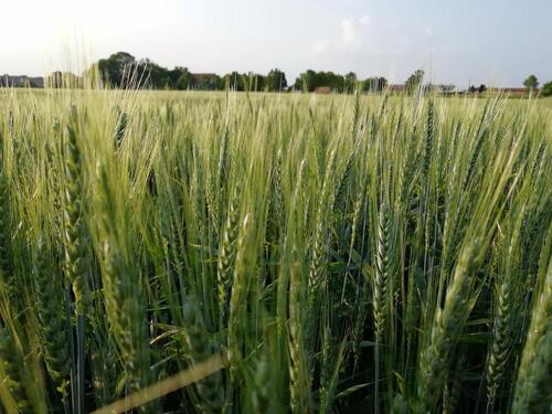 Foto - Ackerfläche Felder Acker 1,28ha