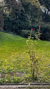 Foto - 2 Zimmer Erdgeschoßwohnung in Baden-Baden