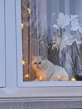 Foto - Wg Zimmer ab 1 .5 frei - 700,00&nbsp;EUR Kaltmiete, ca.&nbsp; 25,00&nbsp;m&sup2;