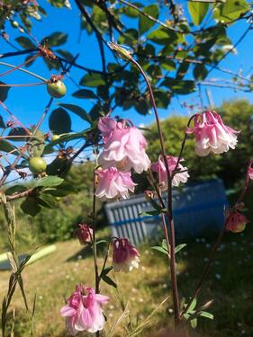 Foto - Einfamilienhaus in Gingst