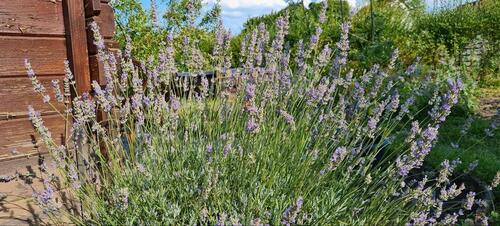 Foto - Grundst&uuml;ck zur Miete in Meiningen